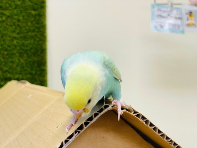 セキセイインコ