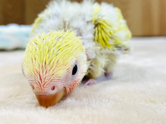 コザクラインコ（小桜インコ）