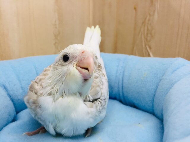 オカメインコ(WFシナモンパール)ちゃんがやってきました〜♪