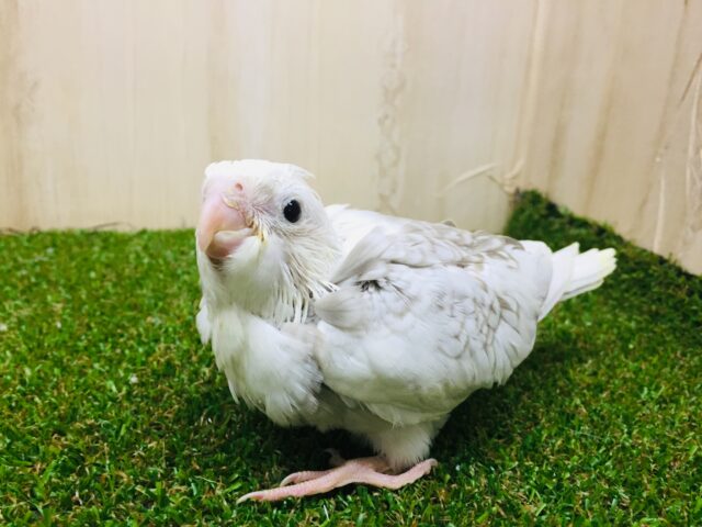 オカメインコ