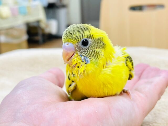 セキセイインコ