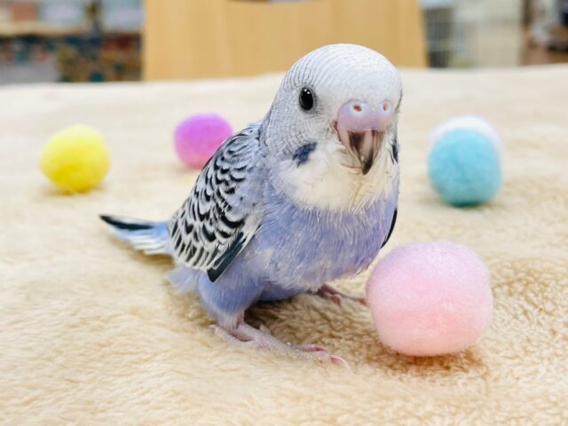 セキセイインコ