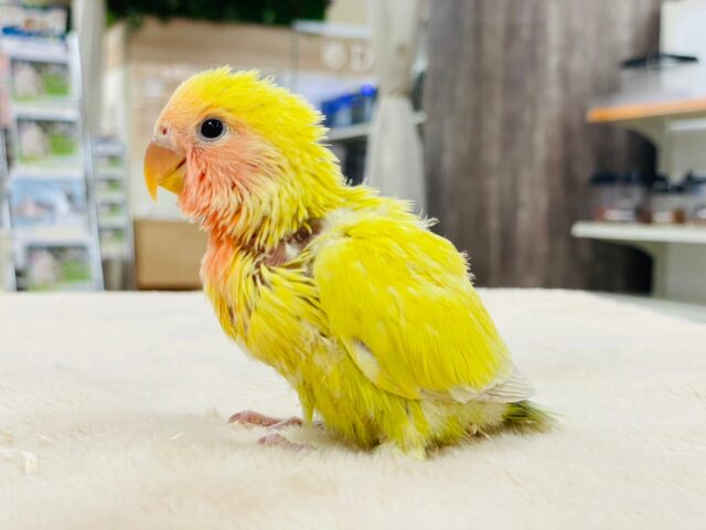 コザクラインコ（小桜インコ）