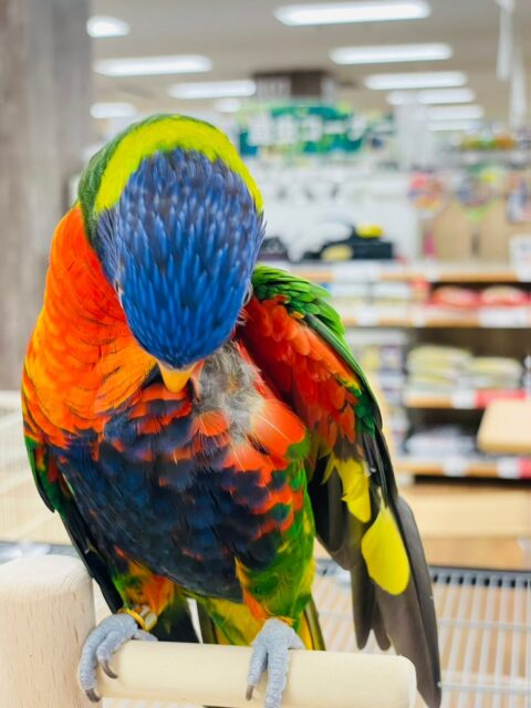 ゴシキセイガイインコ