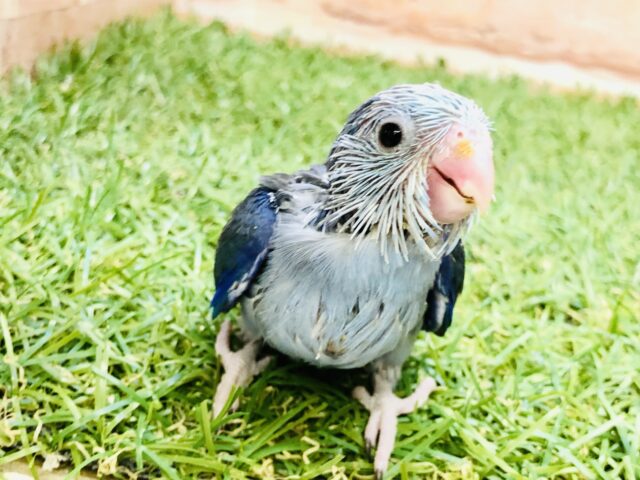 呪文的カラー嚙まずに言えるかな？？　　マメルリハインコ