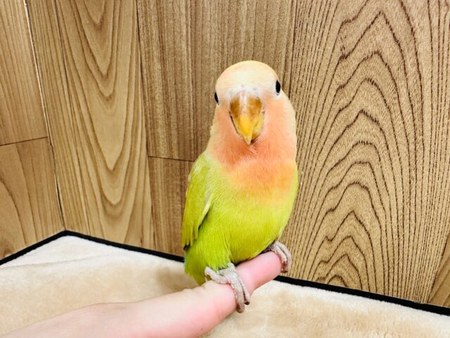 コザクラインコ（小桜インコ）