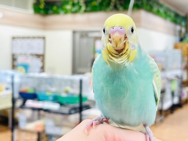 セキセイインコ