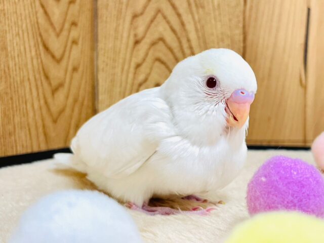 セキセイインコ