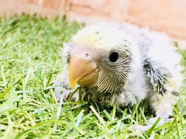 コザクラインコ（小桜インコ）