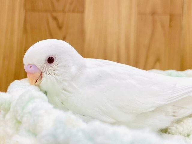 透明感ある美人さん♡セキセイインコ（アルビノ）ヒナ