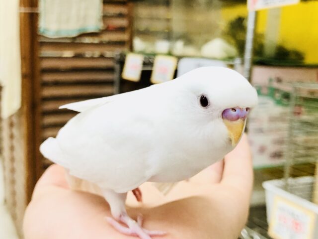 【最新画像更新☆☆】クリクリキュートアイ♪　セキセイインコ