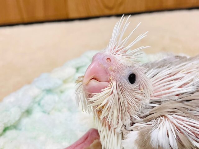 オカメインコ