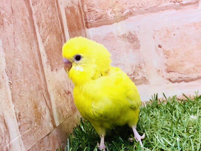 荒野をかける元気印！！　セキセイインコ