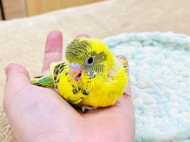 セキセイインコ