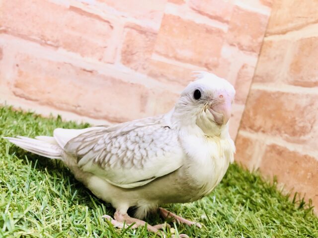 【最新画像更新☆☆】淡いカラーの癒しキャラ(*´Д｀*) オカメインコ