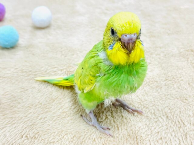 セキセイインコ