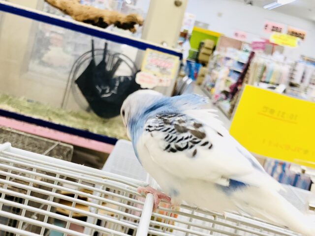 セキセイインコ