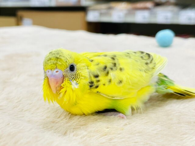 セキセイインコ