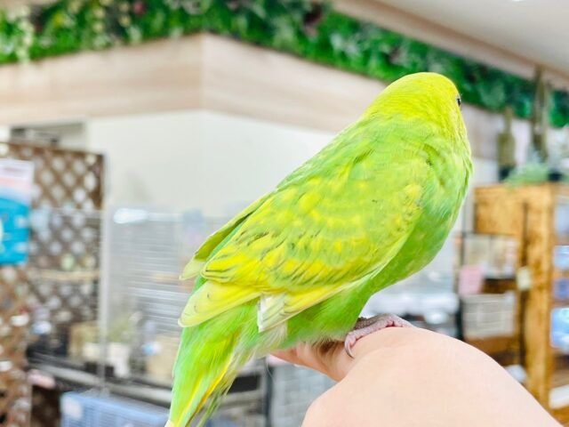 セキセイインコ