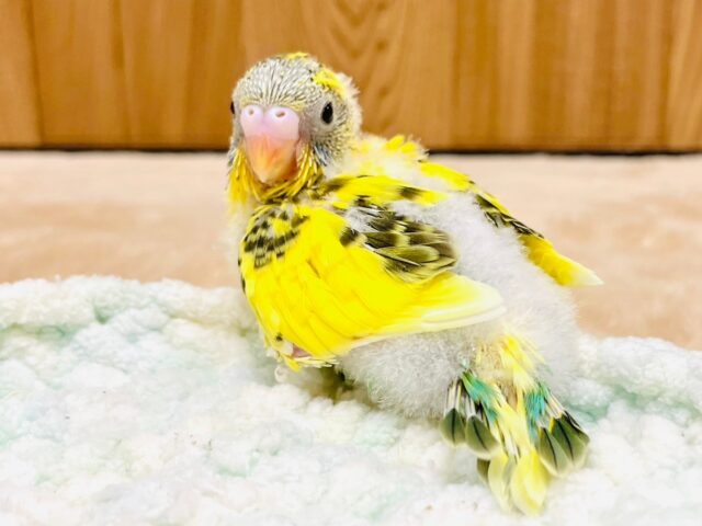 セキセイインコ