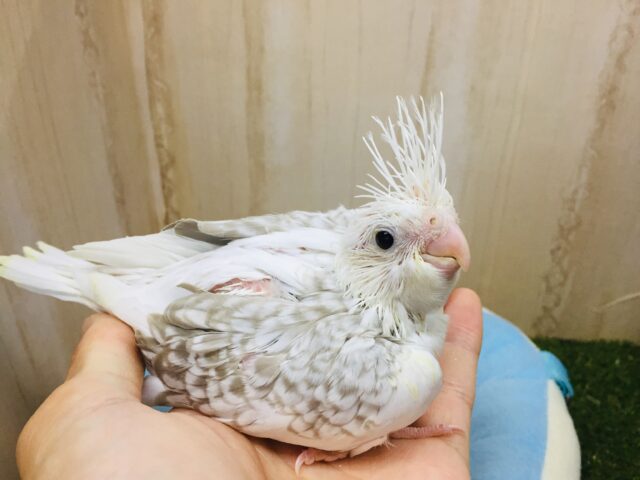 オカメインコ