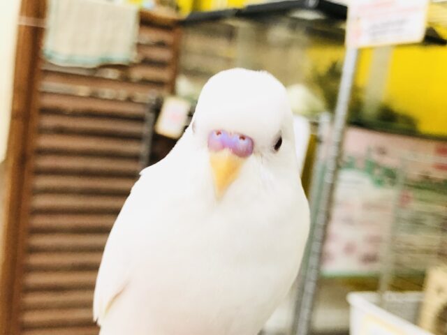 セキセイインコ