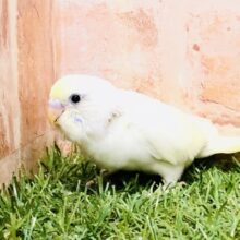 将来楽しみカラー♪♪　セキセイインコ