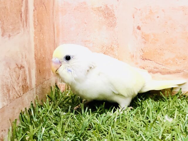 将来楽しみカラー♪♪　セキセイインコ