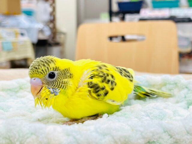 セキセイインコ