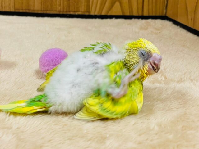 セキセイインコ