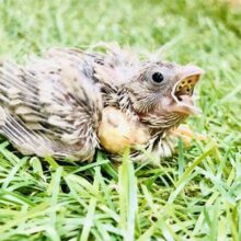 ミニミニ怪獣！！　キンカチョウ