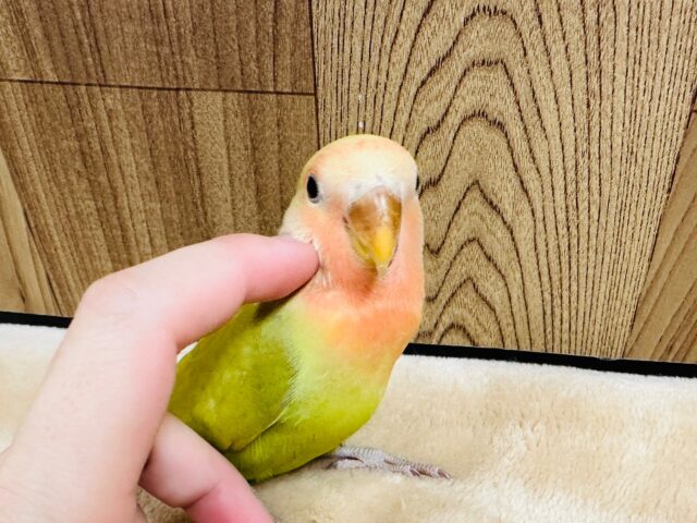 【最新画像更新🪄】ベビーフェイスが可愛い♡コザクラインコ（シナモン）ヒナ