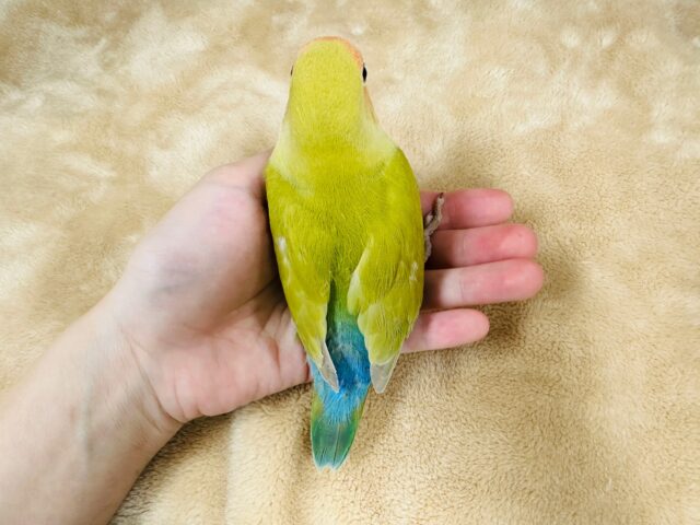 コザクラインコ（小桜インコ）