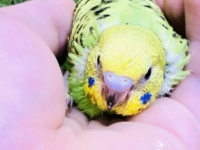 セキセイインコ