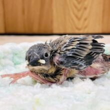 いっぱい食べて大きくなるんだ🌟桜文鳥　ヒナ