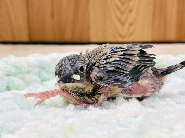 いっぱい食べて大きくなるんだ🌟桜文鳥　ヒナ