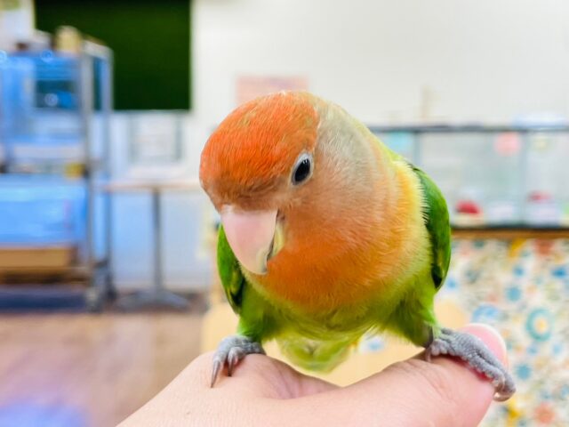 コザクラインコ（小桜インコ）