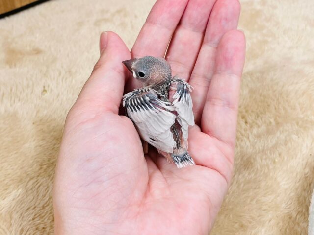 シルバー文鳥