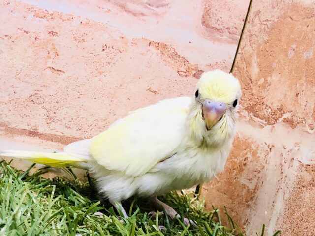 どんな色合いになっていくのかな？？　セキセイインコ