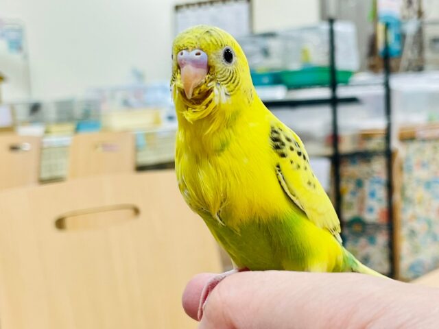 セキセイインコ