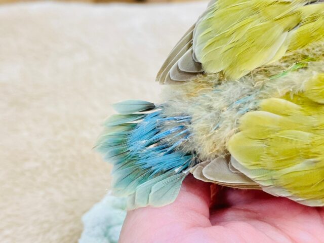 コザクラインコ（小桜インコ）