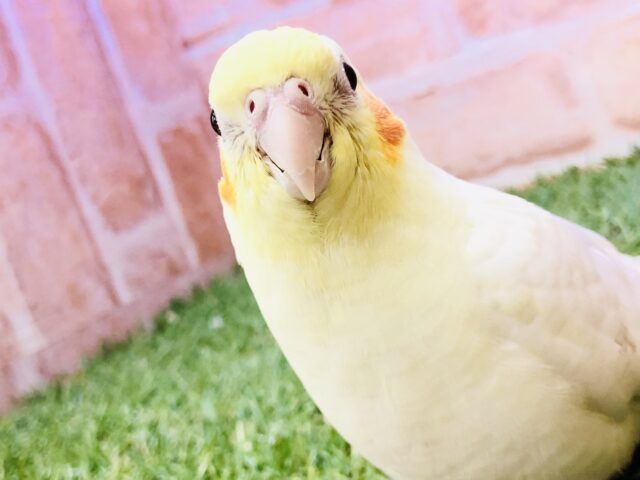 オカメインコ