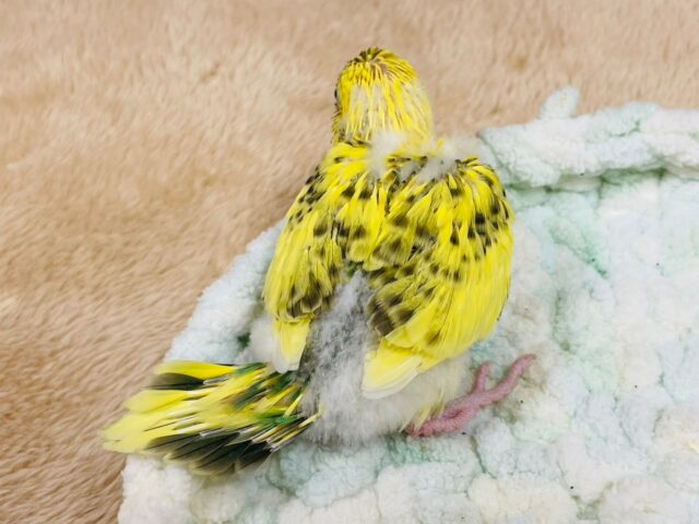 セキセイインコ