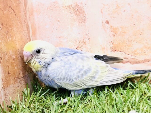 ナイスカラーですね！！　セキセイインコ