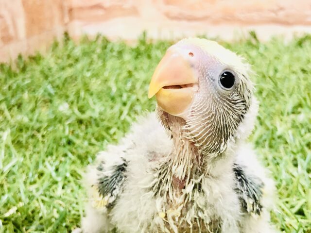 ワタワタからどんな美カラーに？？　コザクラインコ