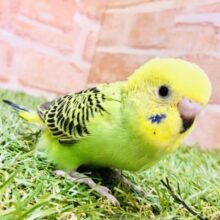 森にまぎれる忍者かな？？　セキセイインコ