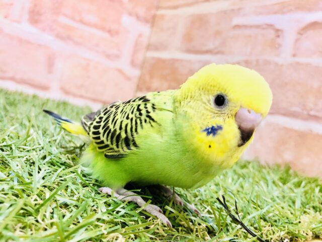 森にまぎれる忍者かな？？　セキセイインコ