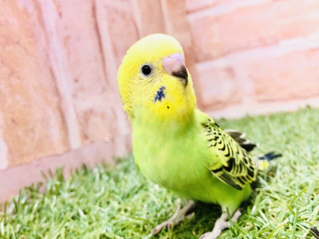 セキセイインコ