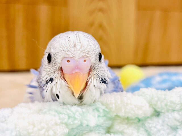 きゅるるんお目目に見つめられちゃう♡セキセイインコ（パイド）ヒナ