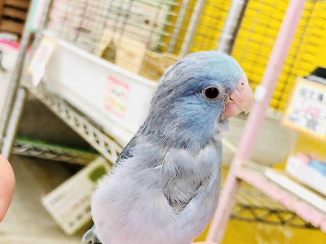 【最新画像更新☆☆】呪文的カラー嚙まずに言えるかな？？　　マメルリハインコ